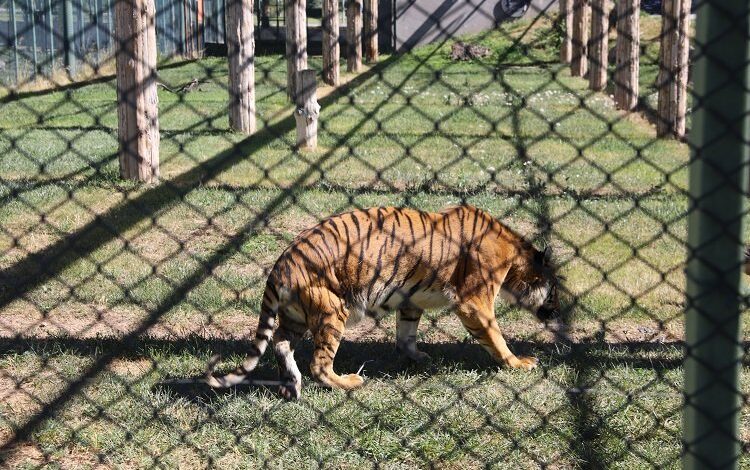 Kayseri Büyükşehir’den engelli kaplana şefkat eli