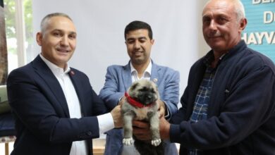 Manisa’da hayvan yetiştiricilerine kangal desteği