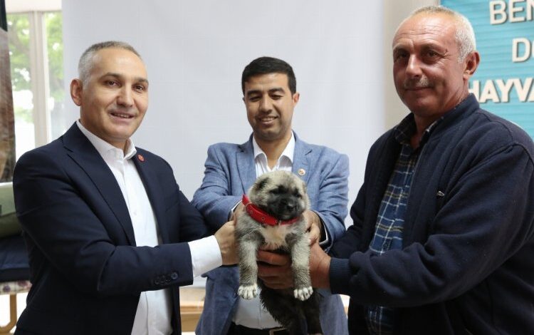 Manisa’da hayvan yetiştiricilerine kangal desteği