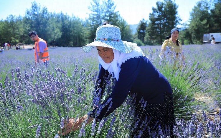 Muğla’nın Lavanta Bahçesi ziyarete açılıyor