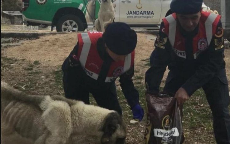 Jandarma sokak hayvanlarını besledi