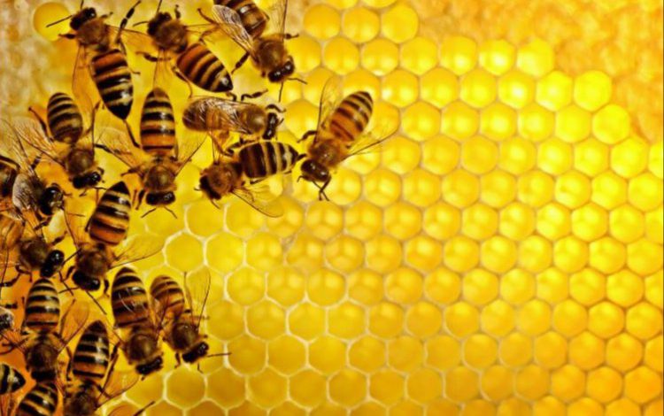 Arıcılık sektörü büyük kayıp yaşadı