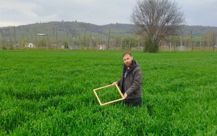 Pazaryeri’nde hububatta süne mücadelesi Pazaryeri’nde hububatta süne mücadelesi