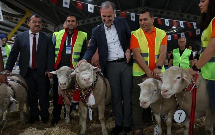 İnegöl’de Koç ve Süs Tavukları podyumda