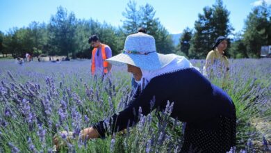 Muğla’da lavanta kokulu hazırlık