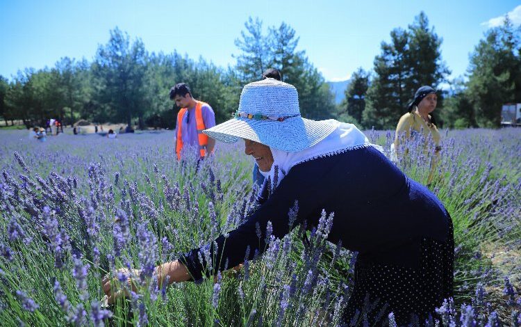 Muğla’da lavanta kokulu hazırlık