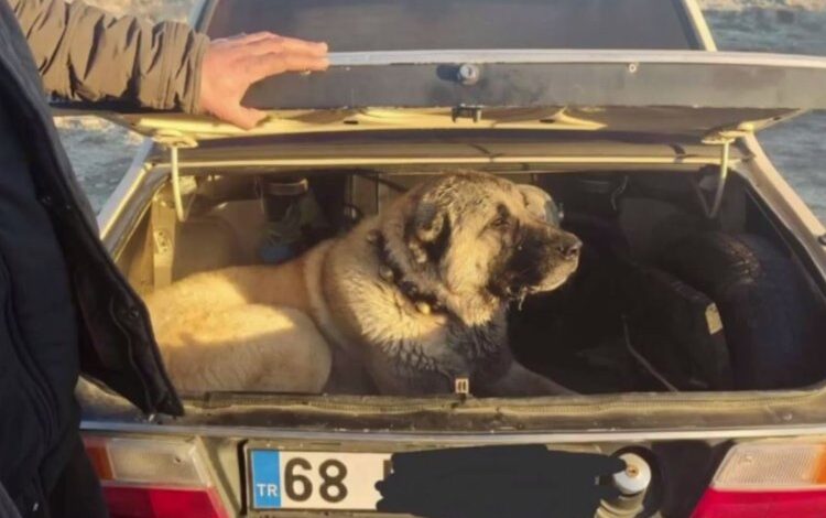 İçişleri’nden köpek dövüşüne şok baskın! İçişleri’nden köpek dövüşüne şok baskın!