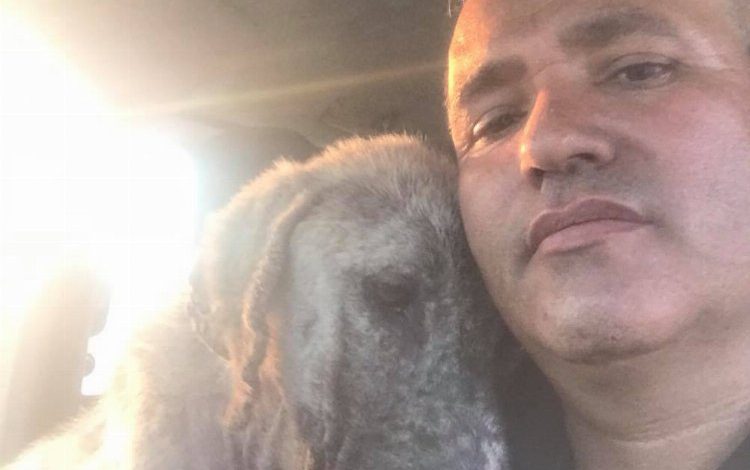 Aksaray’da zehirlenen köpeği kurtardı Aksaray’da zehirlenen köpeği kurtardı