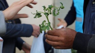 İzmit’te örtü altı üreticilere yüzde 100 fide desteği