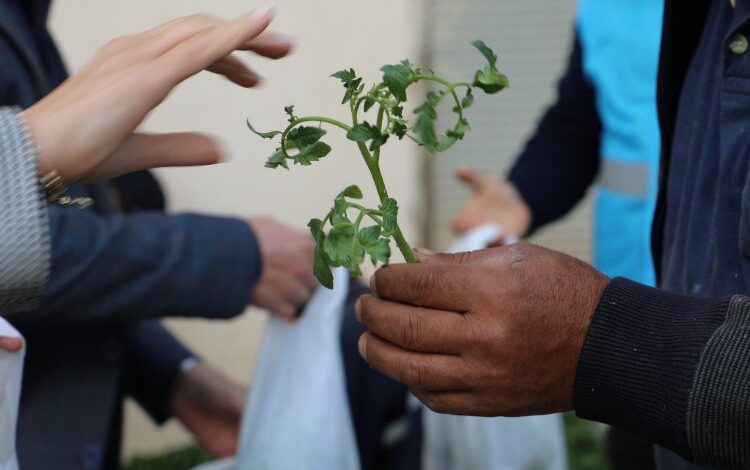 İzmit’te örtü altı üreticilere yüzde 100 fide desteği