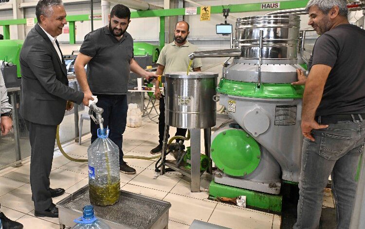Antalya Muratpaşa zeytinde rekolteyi arttırma hedefinde
