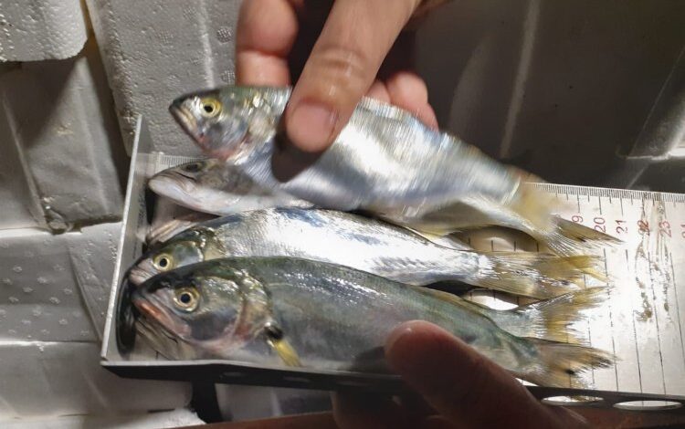 Bursa’da Balık Hali’ne şok denetim! Bursa’da Balık Hali’ne şok denetim!