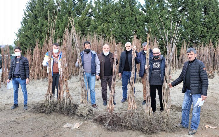 Kocaeli Büyükşehir’in, yüzde 50 hibeli fidan dağıtımı cuma günü sona erecek