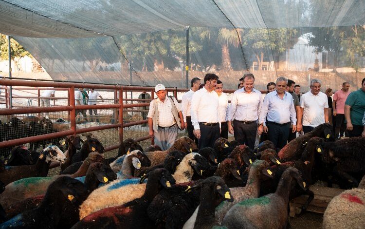 Üreticilere küçükbaş hayvan hibesi Üreticilere küçükbaş hayvan hibesi