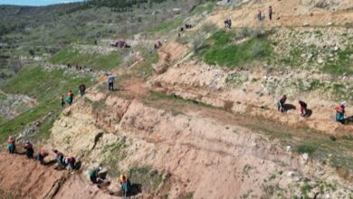 Kahveci Dağı’nda sedir bereketi