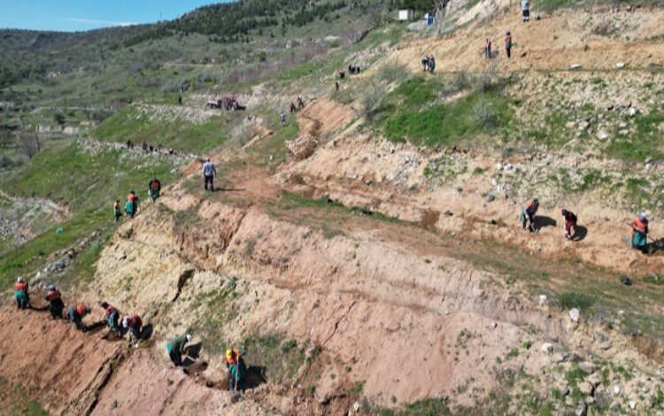 Kahveci Dağı’nda sedir bereketi