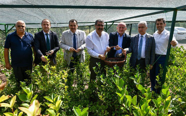 Mucize meyve aronya ikinci hasadını verdi