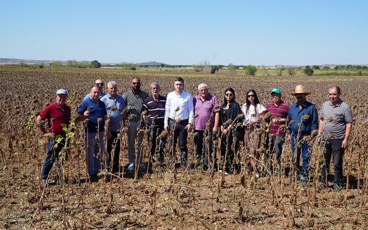Ayçiçeği kuraklık sıkıntısı çekiyor! Ayçiçeği kuraklık sıkıntısı çekiyor!