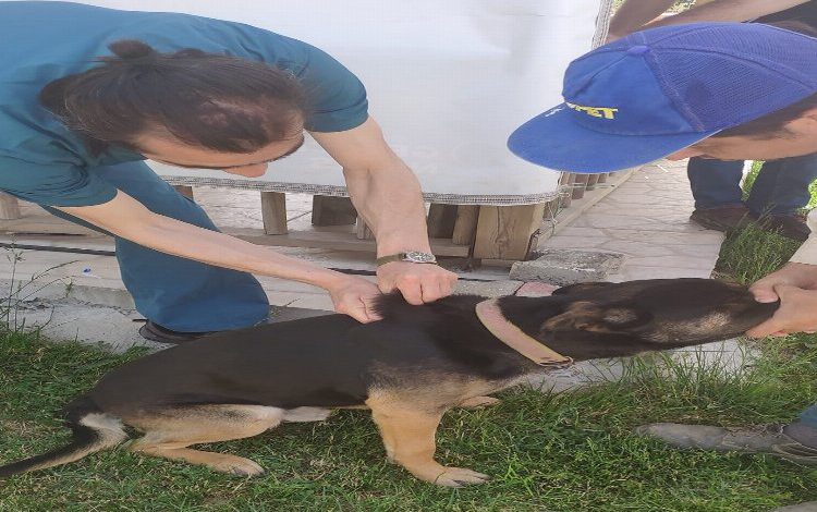Bilecik Pazaryeri’nde sokak hayvanları aşılanıyor Bilecik Pazaryeri’nde sokak hayvanları aşılanıyor