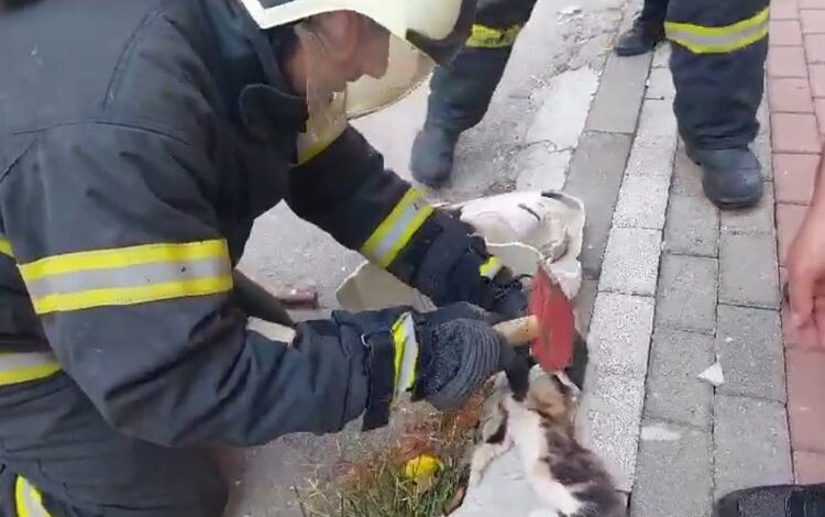 Lavaboya sıkışan yavru kedi kurtarıldı
