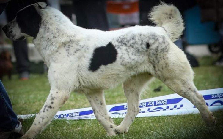 Sırbistan şampiyonu ‘Laysan’ Makedonya yolcusu