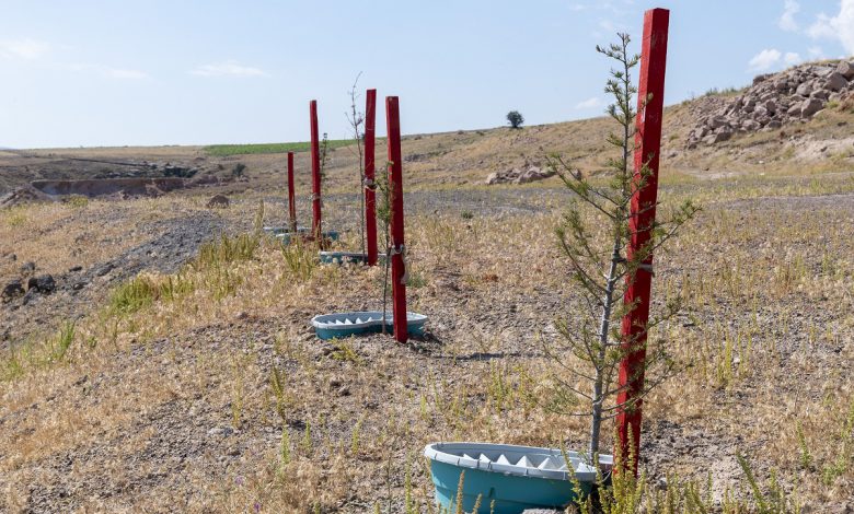 Kayseri Büyükşehir’den susuz bitki projesi Kayseri Büyükşehir’den susuz bitki projesi
