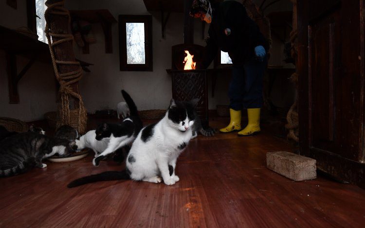 Bursa Osmangazi’de kediler için soba yandı Bursa Osmangazi’de kediler için soba yandı