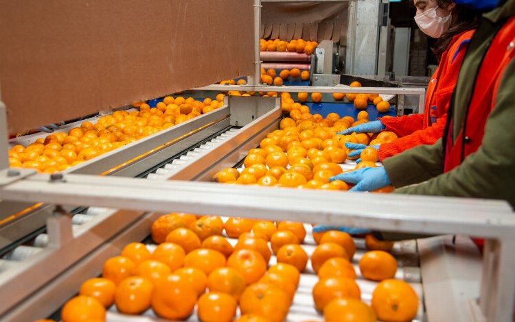 Narenciyede hedef ihracat 1 milyar dolar Narenciyede hedef ihracat 1 milyar dolar