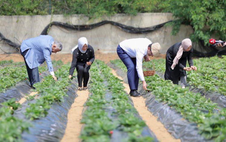 İBB’nin fideleri meyvelerini verdi