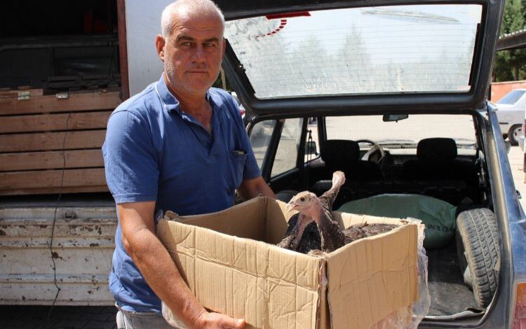 Çekirge istilasına hindili çözüm