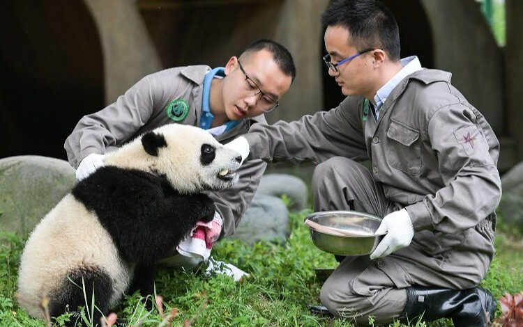 Chengdu- İstanbul uçuşları yeniden başlıyor