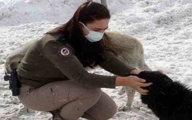 Zigana’nın terk edilmiş köpekleri polis korumasında Zigana’nın terk edilmiş köpekleri polis korumasında