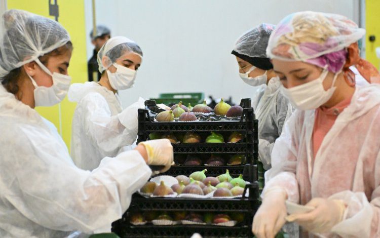 Bursa Büyükşehir incir üreticisine can suyu oluyor