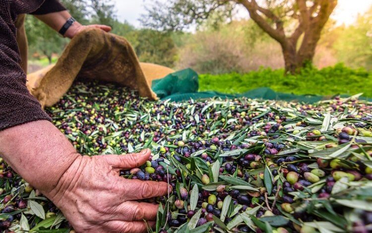 Egeli ihracatçılar: Zeytinyağı ihracatında 20 cent fon kaldırılmalı Egeli ihracatçılar: Zeytinyağı ihracatında 20 cent fon kaldırılmalı