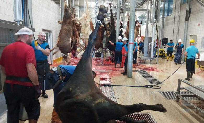 Kocaeli’de kurbanlar modern mezbahada kesiliyor