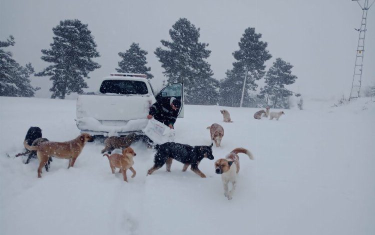 Sokaktaki canlar aç kalmıyor Sokaktaki canlar aç kalmıyor