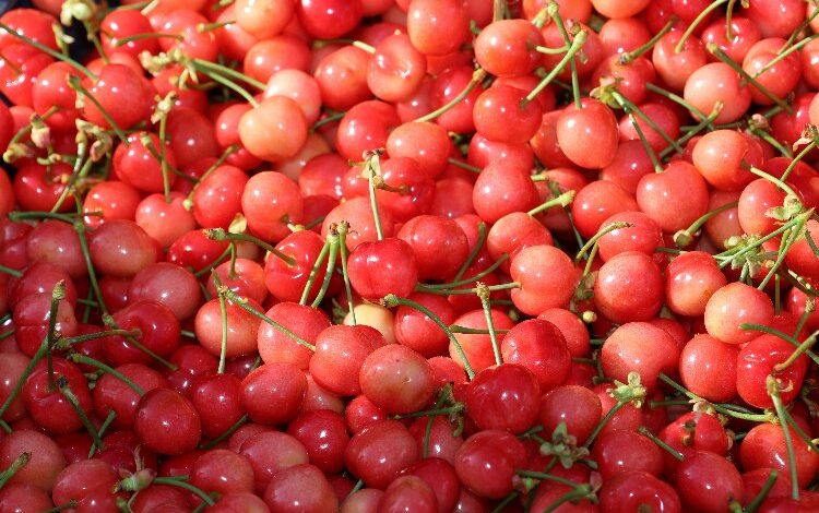 Kirazda hasat coşkusu Kirazda hasat coşkusu