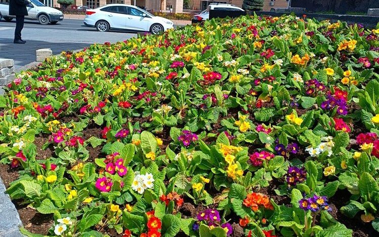 Kayseri Büyükşehir şehre 1 milyon çiçek dikecek Kayseri Büyükşehir şehre 1 milyon çiçek dikecek