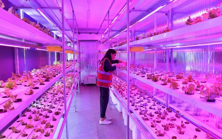 Dikey topraksız tarım başlıyor