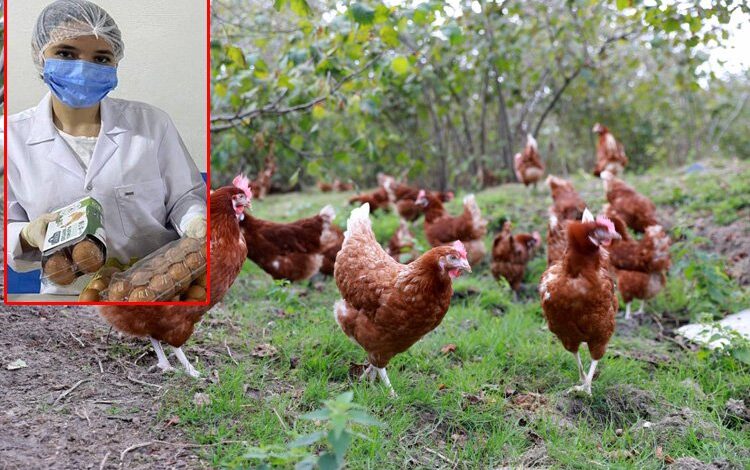 Kafessiz yumurta ürettiler Kafessiz yumurta ürettiler