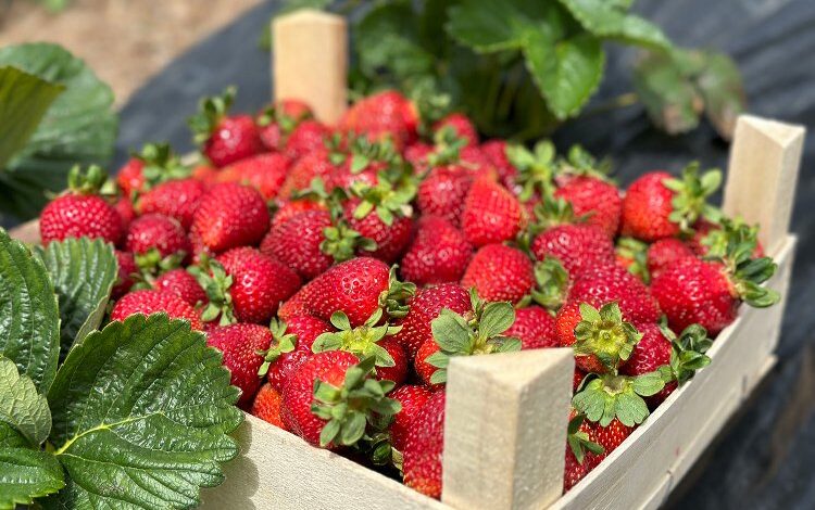 Sakarya’da rekor üretim bekleniyor Sakarya’da rekor üretim bekleniyor