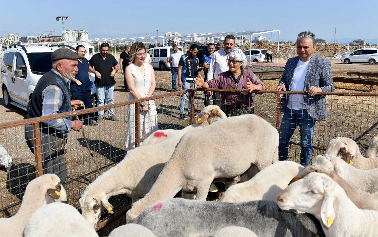 Antalya Muratpaşa’da kurbanlık hazırlıklar tamam Antalya Muratpaşa’da kurbanlık hazırlıklar tamam