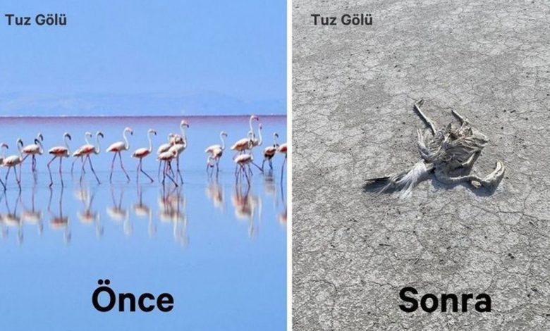 Tuz Gölü’nde toplu flamingo ölümleri! Tuz Gölü’nde toplu flamingo ölümleri!