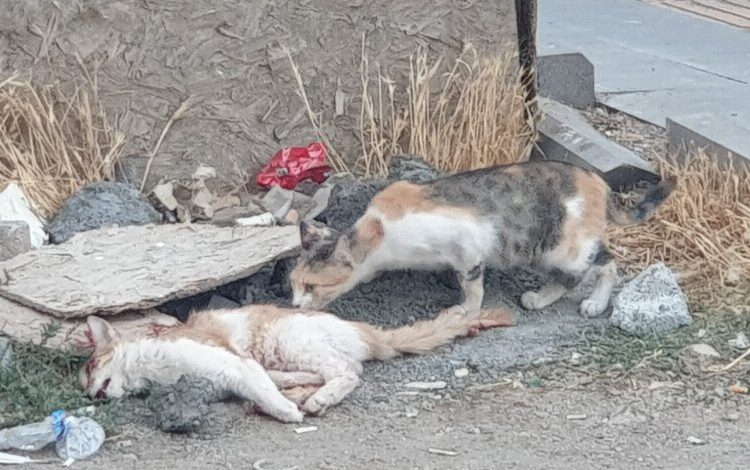 Mardin’de kedinin eşine vefalı vedası Mardin’de kedinin eşine vefalı vedası