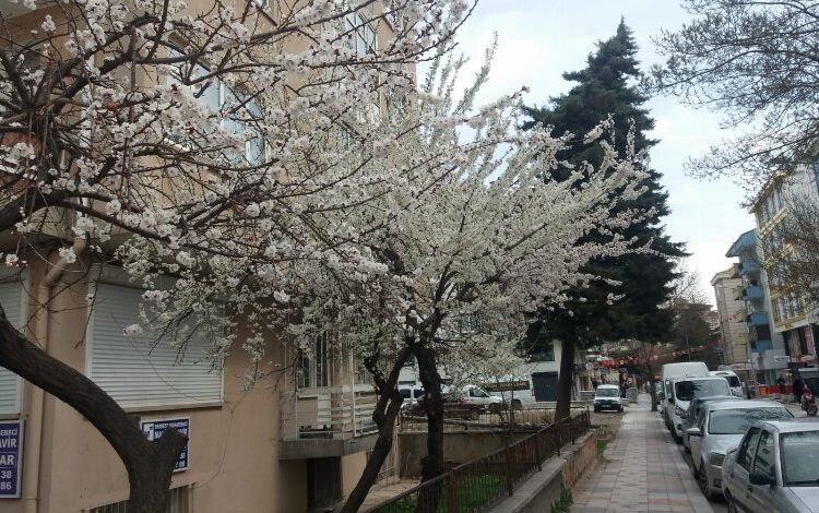 Doğa ana uyandı… Afyon’a bahar geldi Doğa ana uyandı… Afyon’a bahar geldi