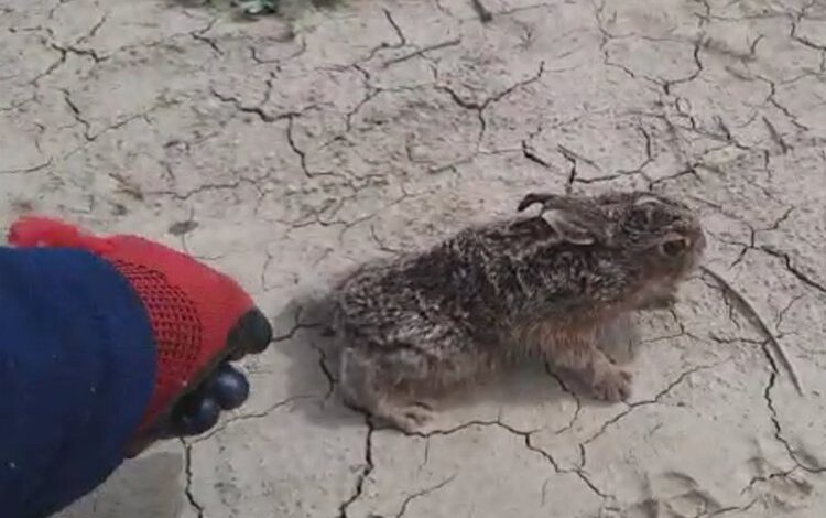 Davetsiz misafiri eliyle besledi, doğaya saldı Davetsiz misafiri eliyle besledi, doğaya saldı