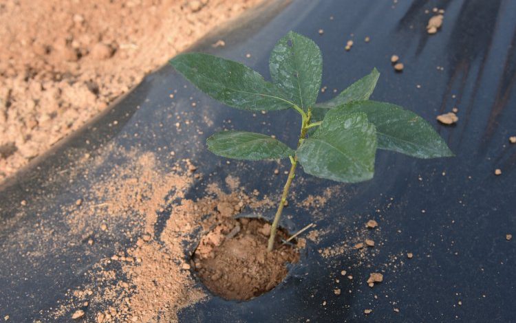 Kocaeli İzmit’te aronya fidanı dağıtılacak Kocaeli İzmit’te aronya fidanı dağıtılacak