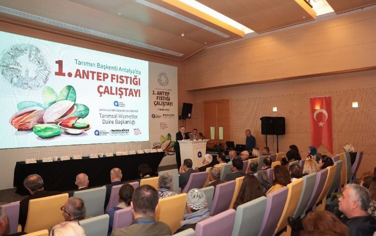 Antalya Antep fıstığına dönüyor Antalya Antep fıstığına dönüyor