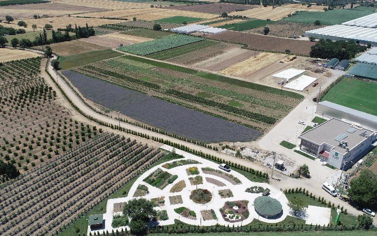 Kokuların gücüyle alternatif tedavi Aromaterapi