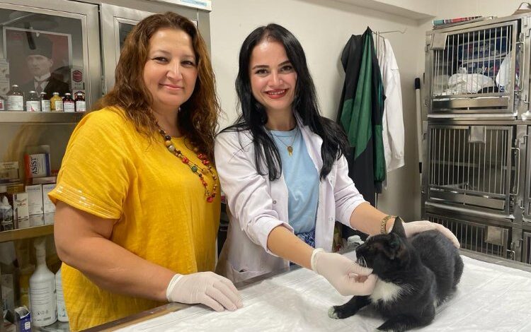 Minik patilerde bininci kısırlaştırma